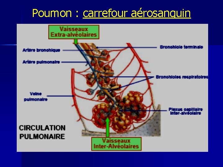 Poumon : carrefour aérosanguin 