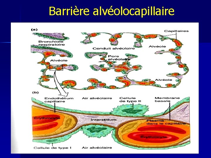 Barrière alvéolocapillaire 