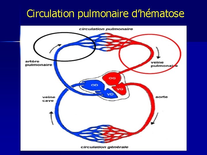 Circulation pulmonaire d’hématose 