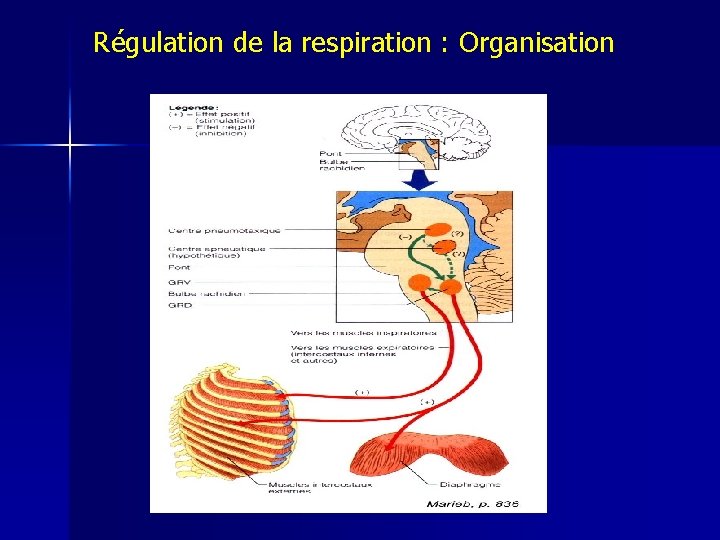 Régulation de la respiration : Organisation 