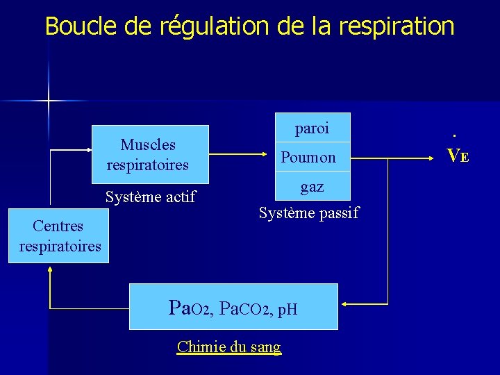 Boucle de régulation de la respiration Muscles respiratoires Système actif Centres respiratoires paroi .
