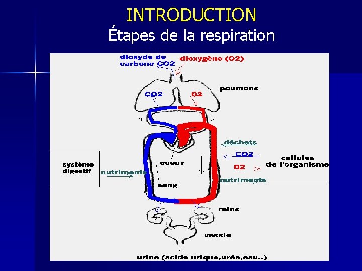 INTRODUCTION Étapes de la respiration 