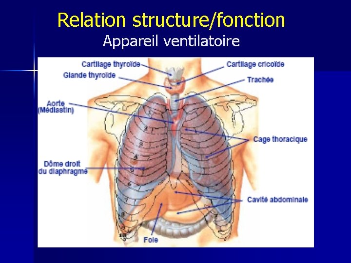 Relation structure/fonction Appareil ventilatoire 