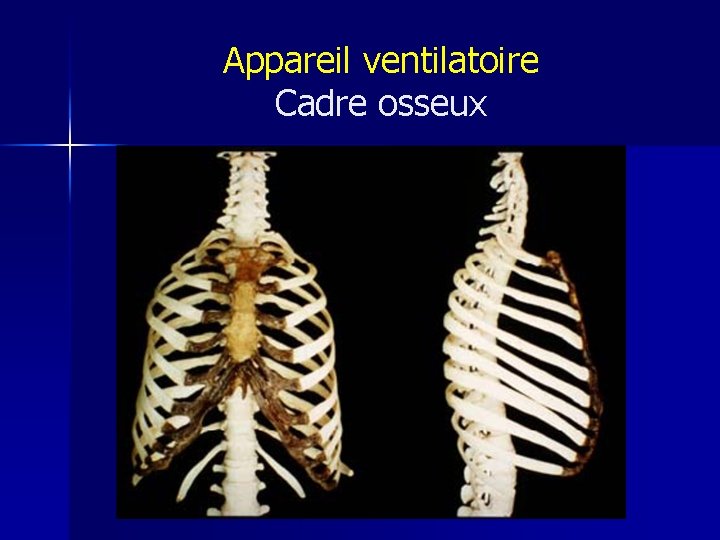 Appareil ventilatoire Cadre osseux 