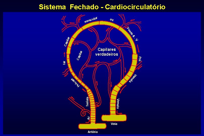 Sistema Fechado - Cardiocirculatório r cula s u m ou -V Cap ilar e.