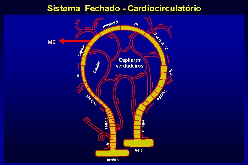 Sistema Fechado - Cardiocirculatório r cula s u m -V Cap ilar e. A