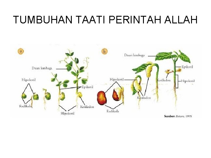 TUMBUHAN TAATI PERINTAH ALLAH 