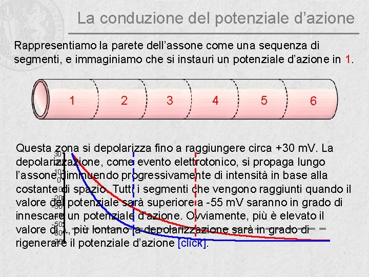 La conduzione del potenziale d’azione Rappresentiamo la parete dell’assone come una sequenza di segmenti,
