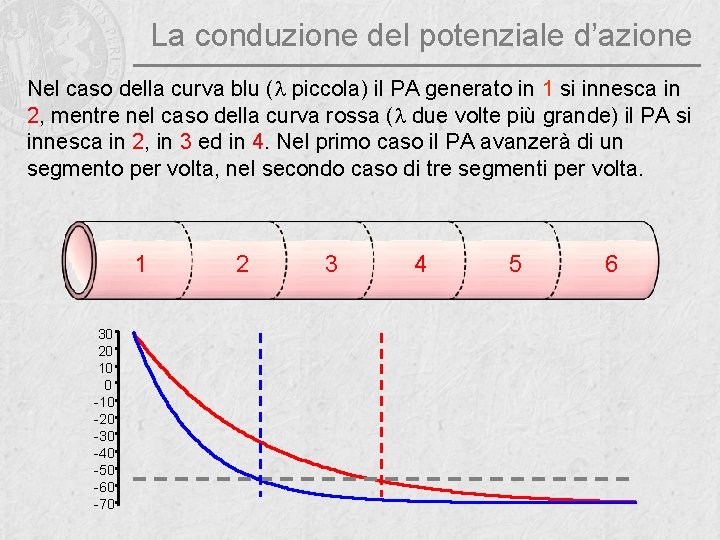 La conduzione del potenziale d’azione Nel caso della curva blu (l piccola) il PA