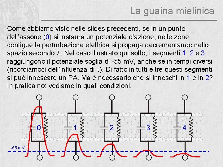 La guaina mielinica Come abbiamo visto nelle slides precedenti, se in un punto dell’assone