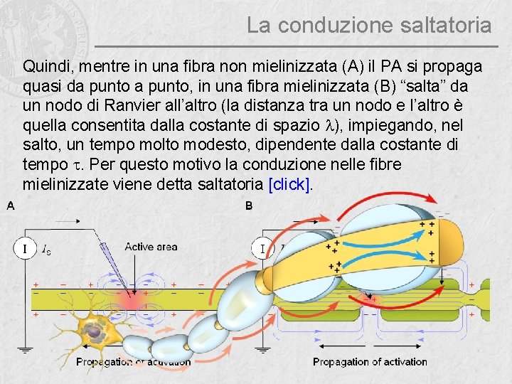 La conduzione saltatoria Quindi, mentre in una fibra non mielinizzata (A) il PA si