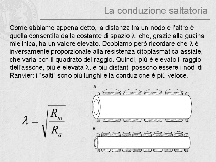 La conduzione saltatoria Come abbiamo appena detto, la distanza tra un nodo e l’altro