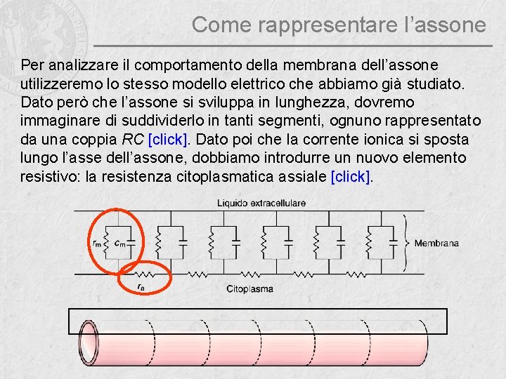 Come rappresentare l’assone Per analizzare il comportamento della membrana dell’assone utilizzeremo lo stesso modello