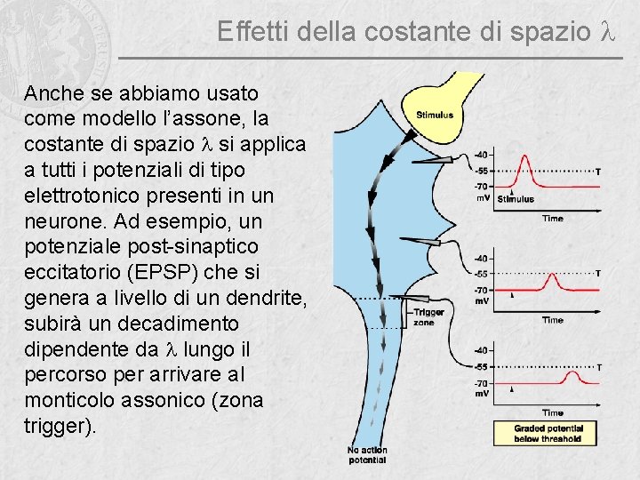 Effetti della costante di spazio l Anche se abbiamo usato come modello l’assone, la
