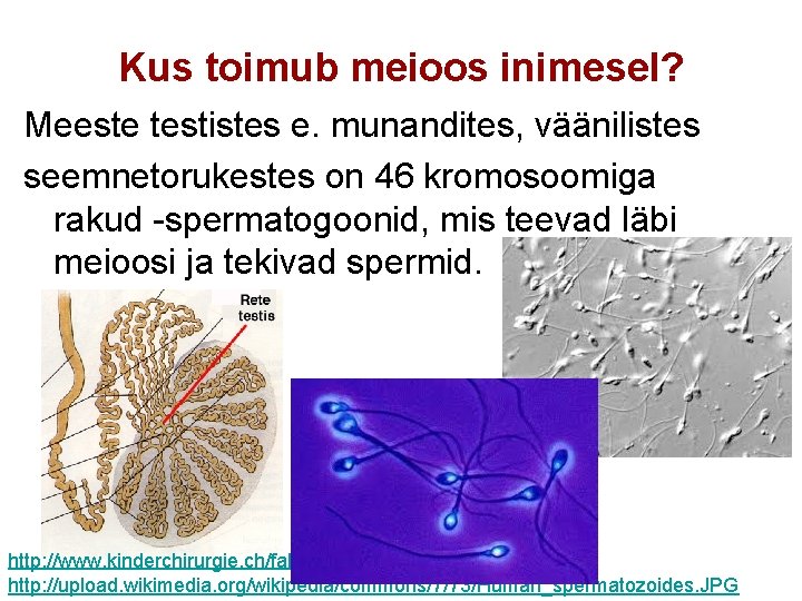 Kus toimub meioos inimesel? Meeste testistes e. munandites, väänilistes seemnetorukestes on 46 kromosoomiga rakud