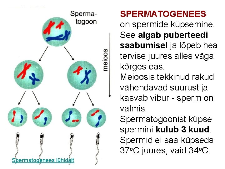 SPERMATOGENEES on spermide küpsemine. See algab puberteedi saabumisel ja lõpeb hea tervise juures alles