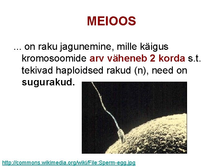 MEIOOS. . . on raku jagunemine, mille käigus kromosoomide arv väheneb 2 korda s.