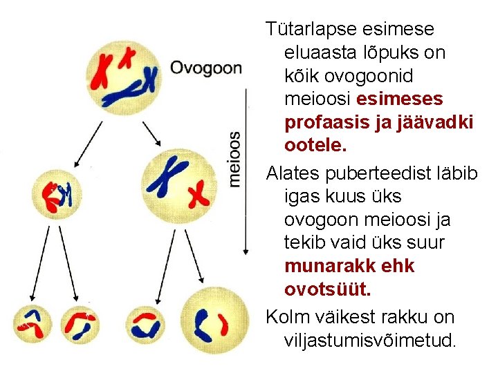 Tütarlapse esimese eluaasta lõpuks on kõik ovogoonid meioosi esimeses profaasis ja jäävadki ootele. Alates