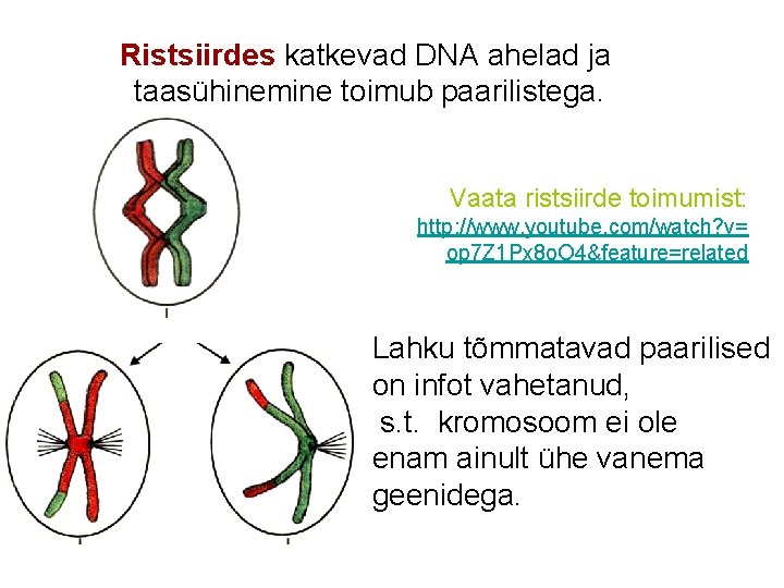 Ristsiirdes katkevad DNA ahelad ja taasühinemine toimub paarilistega. Vaata ristsiirde toimumist: http: //www. youtube.