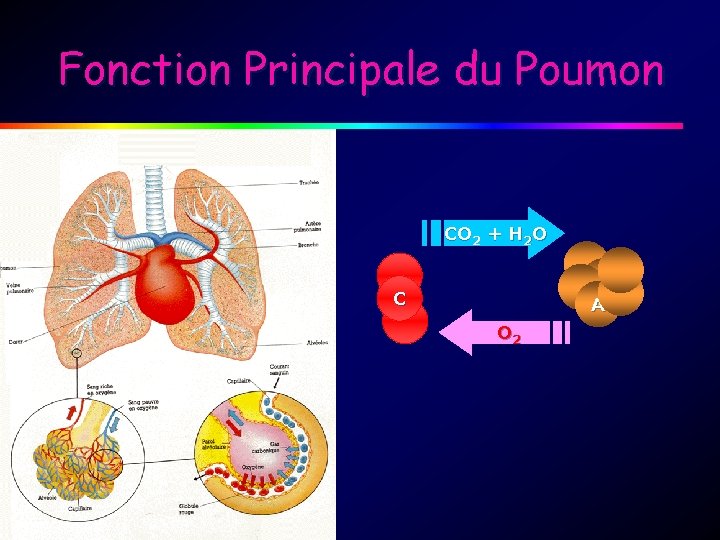 Fonction Principale du Poumon CO 2 + H 2 O C A O 2