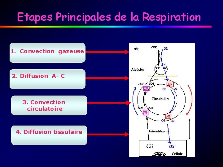 Etapes Principales de la Respiration 1. Convection gazeuse 2. Diffusion A- C 3. Convection