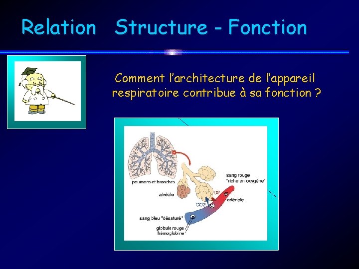 Relation Structure - Fonction Comment l’architecture de l’appareil respiratoire contribue à sa fonction ?