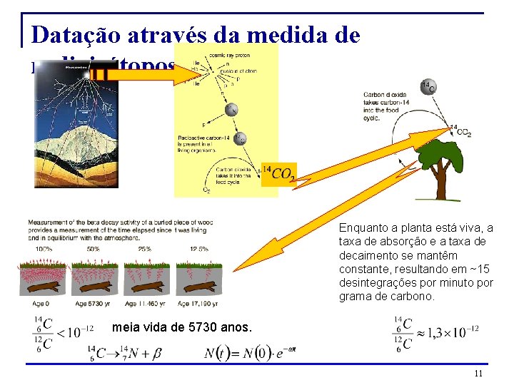 Datação através da medida de radioisótopos. Enquanto a planta está viva, a taxa de