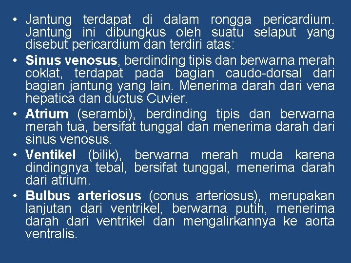  • Jantung terdapat di dalam rongga pericardium. Jantung ini dibungkus oleh suatu selaput