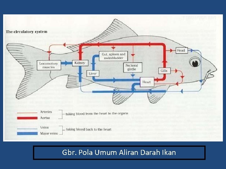 Gbr. Pola Umum Aliran Darah Ikan 