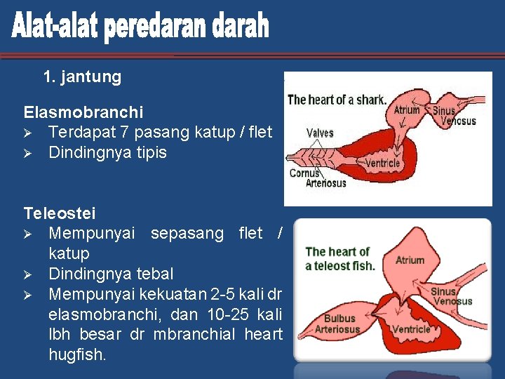 1. jantung Elasmobranchi Ø Terdapat 7 pasang katup / flet Ø Dindingnya tipis Teleostei