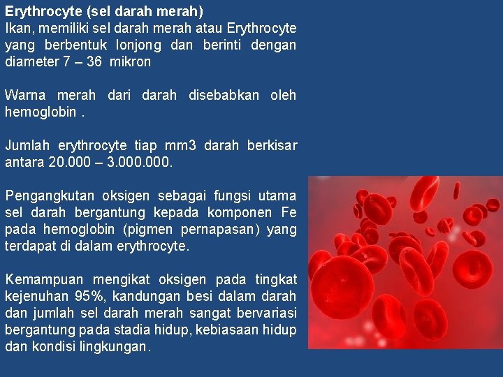 Erythrocyte (sel darah merah) Ikan, memiliki sel darah merah atau Erythrocyte yang berbentuk lonjong