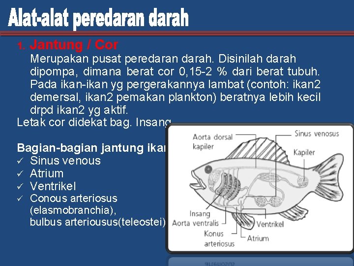 1. Jantung / Cor Merupakan pusat peredaran darah. Disinilah darah dipompa, dimana berat cor