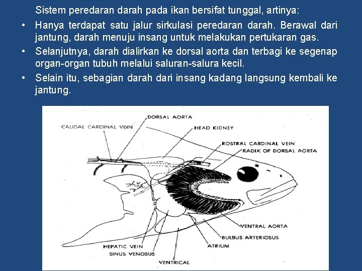 Sistem peredaran darah pada ikan bersifat tunggal, artinya: • Hanya terdapat satu jalur sirkulasi