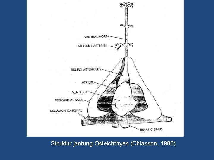 Struktur jantung Osteichthyes (Chiasson, 1980) 