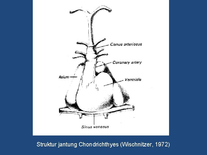 Struktur jantung Chondrichthyes (Wischnitzer, 1972) 