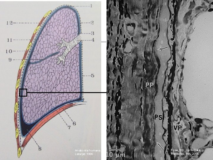 Anatomía humana. Latarjet 1996 Rose, BD , Up. To. Date, Wellesley, MA, 2005. 