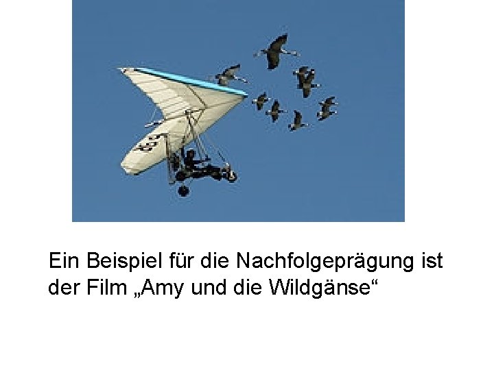 Ein Beispiel für die Nachfolgeprägung ist der Film „Amy und die Wildgänse“ 