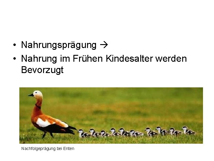  • Nahrungsprägung • Nahrung im Frühen Kindesalter werden Bevorzugt Nachfolgeprägung bei Enten 