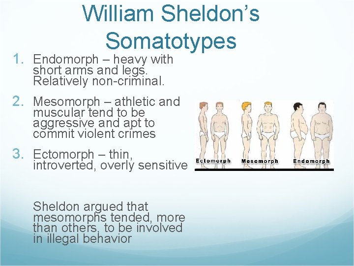 William Sheldon’s Somatotypes 1. Endomorph – heavy with short arms and legs. Relatively non-criminal.