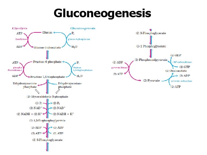 Gluconeogenesis 