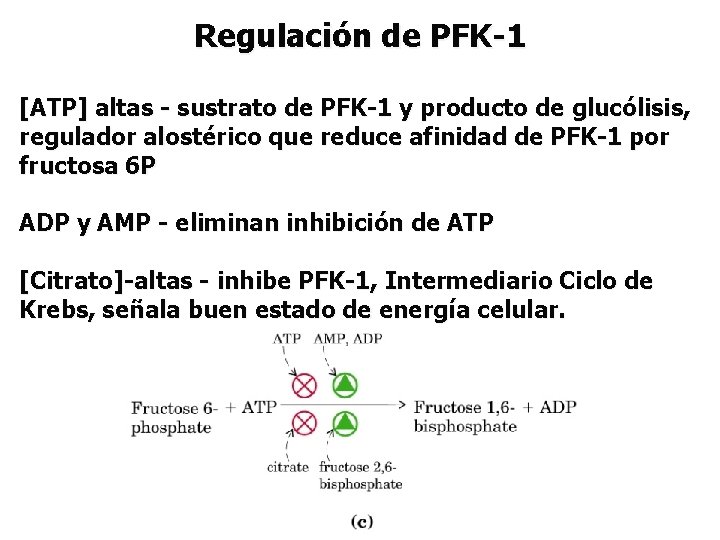 Regulación de PFK-1 [ATP] altas - sustrato de PFK-1 y producto de glucólisis, regulador