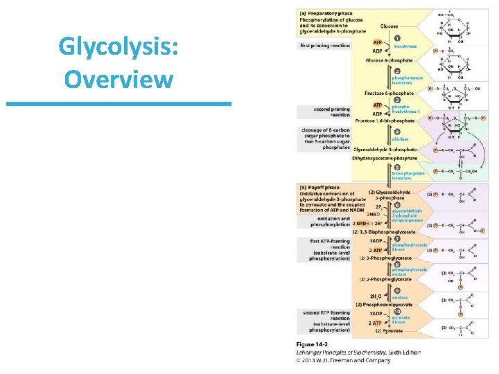 Glycolysis: Overview 