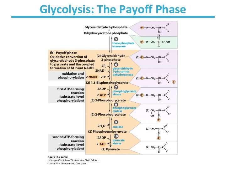 Glycolysis: The Payoff Phase 