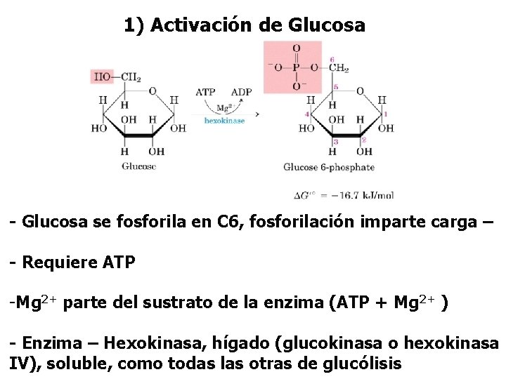 1) Activación de Glucosa - Glucosa se fosforila en C 6, fosforilación imparte carga