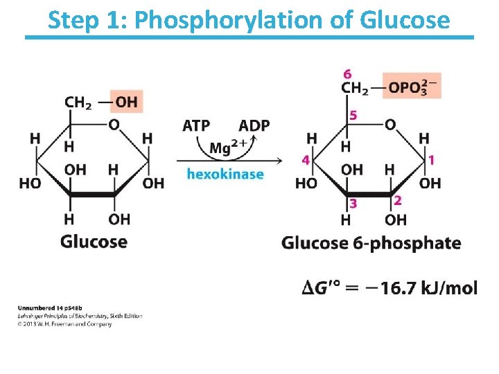 Step 1: Phosphorylation of Glucose 