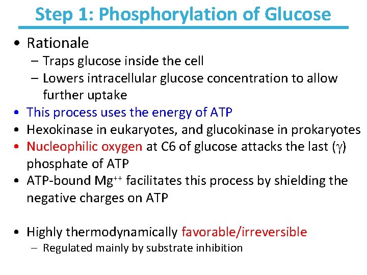 Step 1: Phosphorylation of Glucose • Rationale • • – Traps glucose inside the