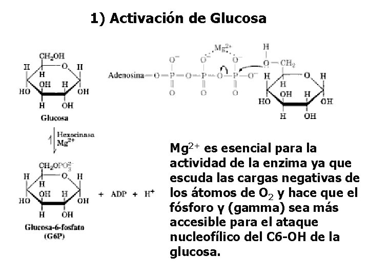 1) Activación de Glucosa Mg 2+ es esencial para la actividad de la enzima