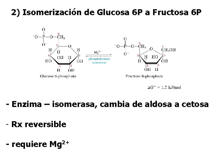 2) Isomerización de Glucosa 6 P a Fructosa 6 P - Enzima – isomerasa,