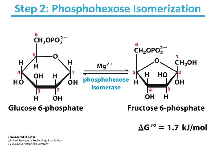 Step 2: Phosphohexose Isomerization 