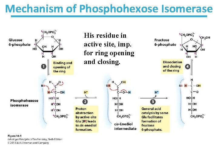 Mechanism of Phosphohexose Isomerase His residue in active site, imp. for ring opening and
